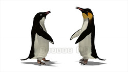 映像CG ペンギン Penguin120422-001